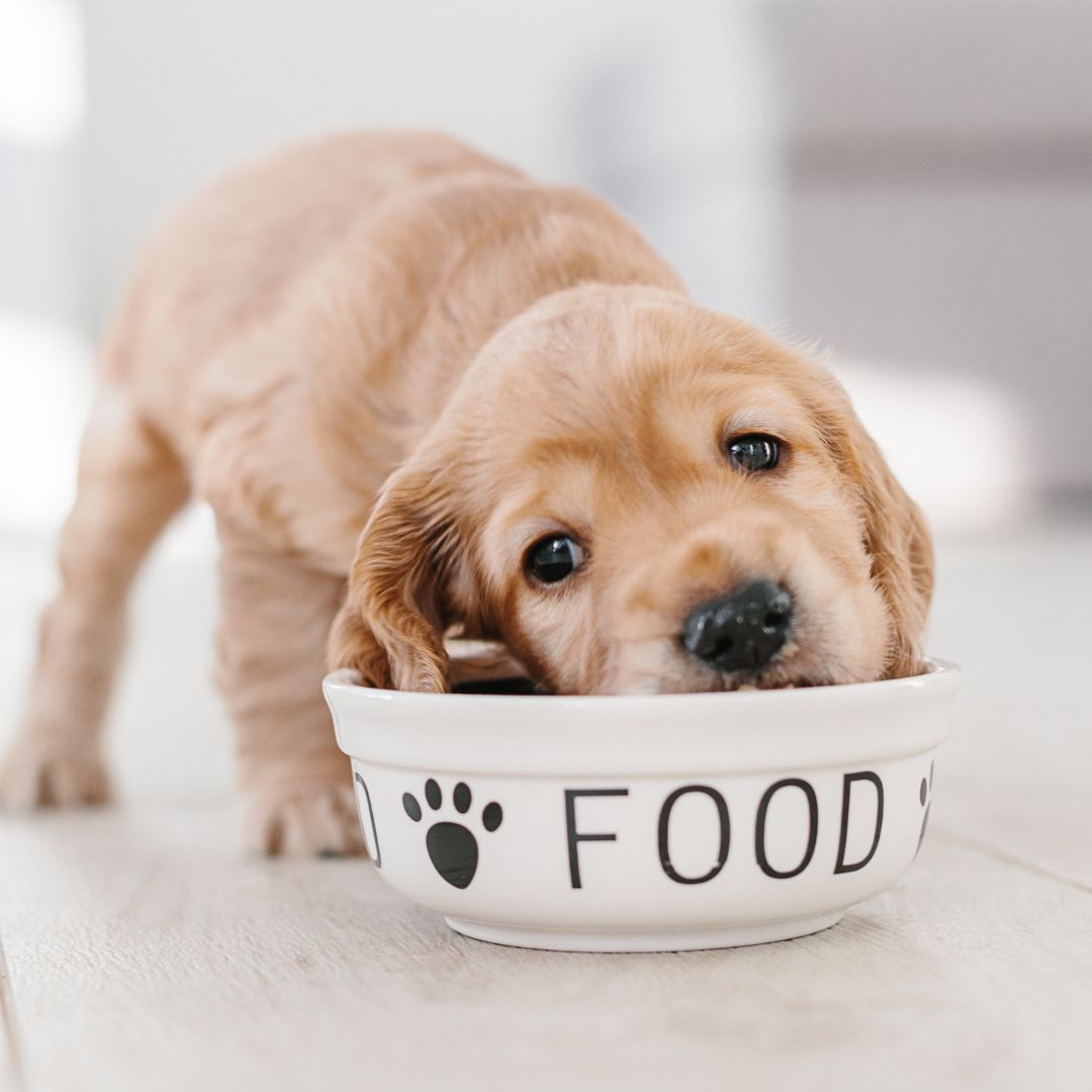 /2-dog_food.jpg