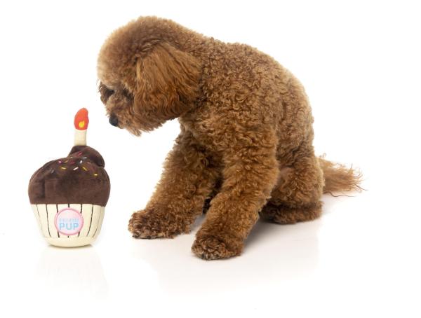 Fuzzyard_Birthday_Cupcake_1