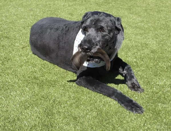 Rocko_s_Buffelhoorn_Large___250___500_gr___5
