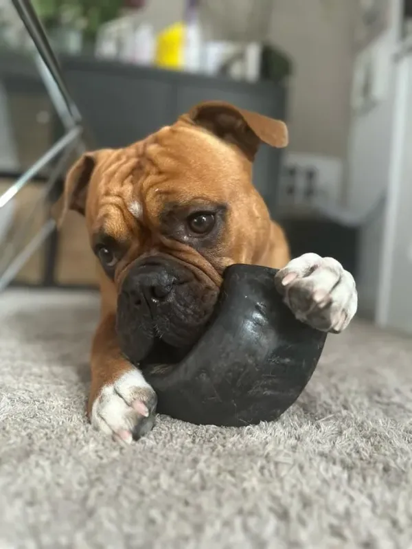 Rocko_s_Buffelhoorn_Medium__175_250g____100__Natuurlijke_Kauwhoorn_voor_Honden_3
