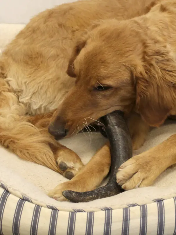 Rocko_s_Buffelhoorn_Medium__175_250g____100__Natuurlijke_Kauwhoorn_voor_Honden_4