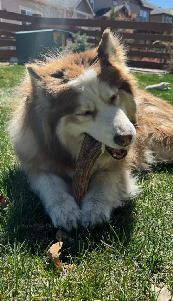 Rocko_s_Hertengewei_Split_L___100__Natuurgewei_Kauwsnack_80_120g_3