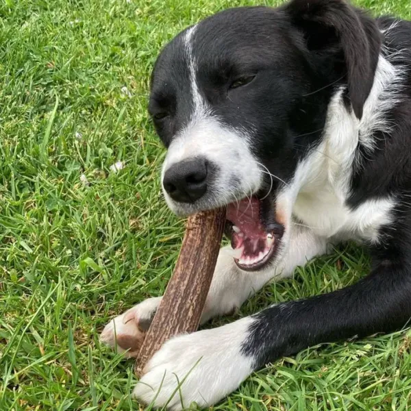 Rocko_s_Hertengewei_Split_M___100__Natuurlijke_Kauwsnack__51_80g__2