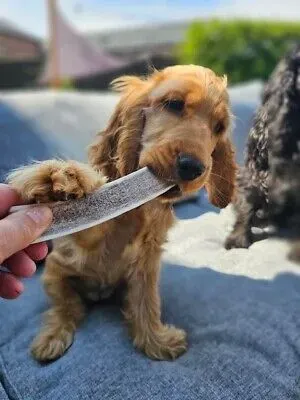 Rocko_s_Hertengewei_Split_S___100__Natuurlijk_Kauwbot__4
