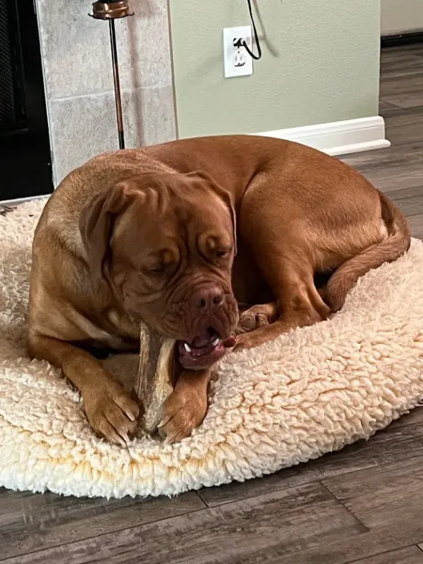 Rocko_s_Hertengewei_Split_XL___Natuurlijk_Kauwbot_voor_Honden_3