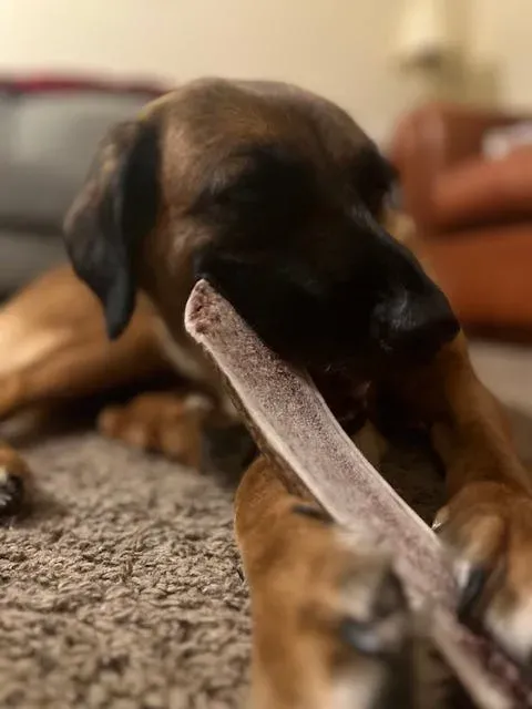 Rocko_s_Hertengewei_Split_XL___Natuurlijk_Kauwbot_voor_Honden_4