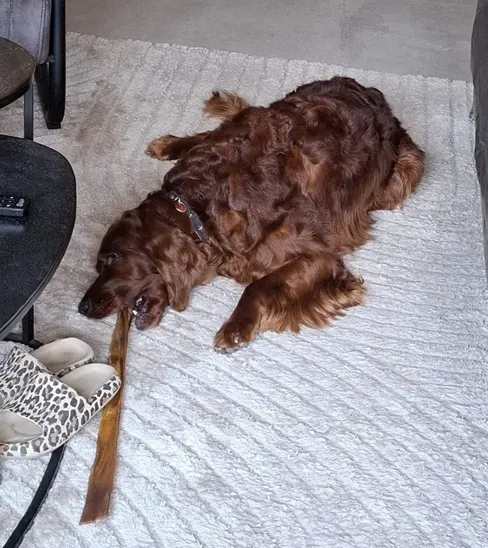 Rocko_s_Kamelenkophuid_70_cm___Hypoallergene_Kauwsnack_voor_Grote_Honden