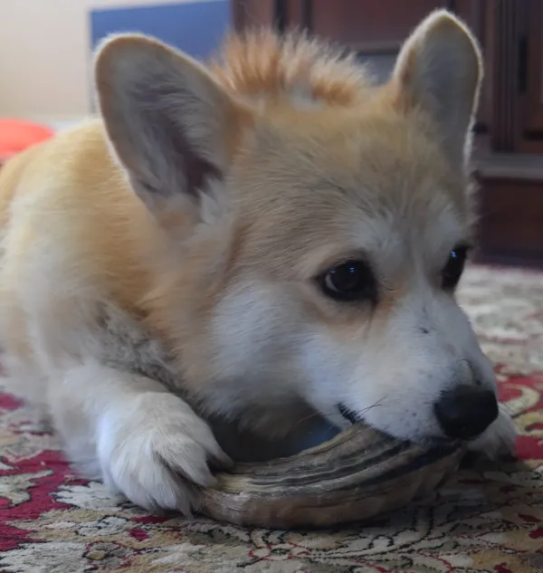 Rocko_s_Lamshoorn___100__Natuurlijk_Kauwplezier_voor_Honden___maat_S