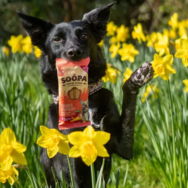 Soopa_Dental_Stick_Mango___Raspberry___Vegan_Tandverzorgende_Kauwsticks_voor_Honden___4_stuks__5