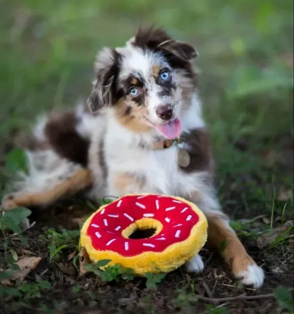 ZippyPaws_Donutz_M_Cherry___Duurzaam_Herfst_Hondenspeelgoed_2