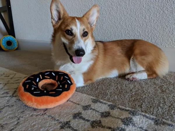 ZippyPaws_Donutz_M_Pumpkin_Spice___Duurzaam_Herfst_Hondenspeelgoed