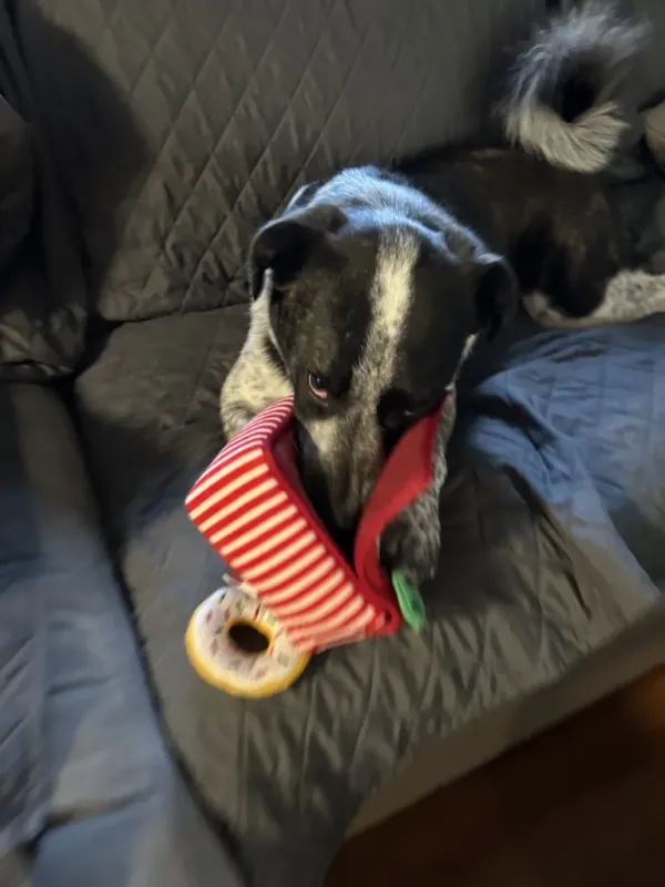 ZippyPaws_Holiday_Burrow_Donutz_Box___Het_ultieme_interactieve_speeltje_voor_honden__4